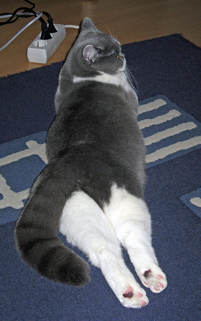 【亚伦·诺拉的精彩投球】费城明星投手连续六场优异表现